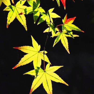 嬉游记果盘版下载